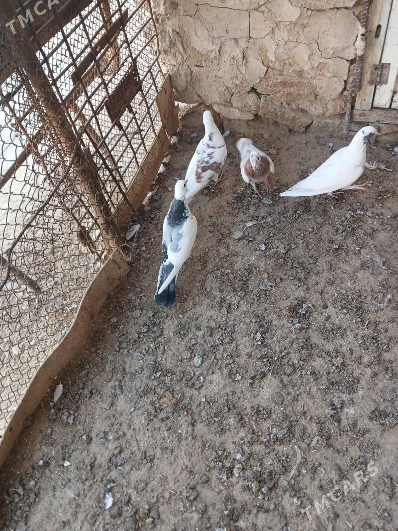 kepderi - Gyzylarbat - img 3