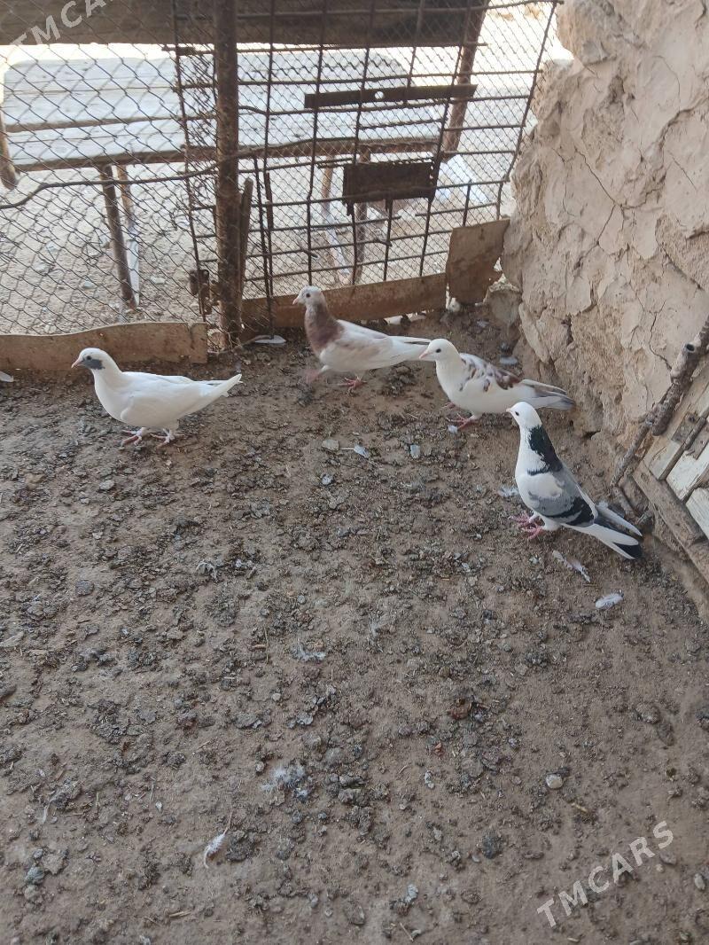 kepderi - Gyzylarbat - img 2