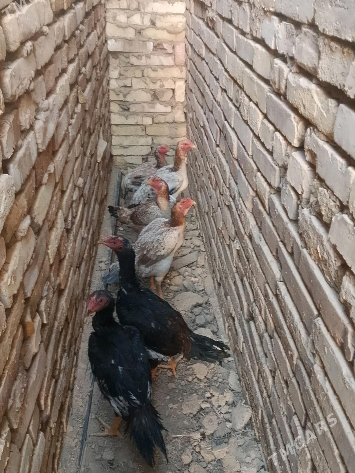 Beyes towuk we horoz juje - Baýramaly - img 5