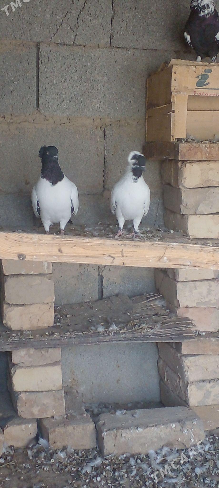 манах   кепдери - Ak bugdaý etraby - img 2