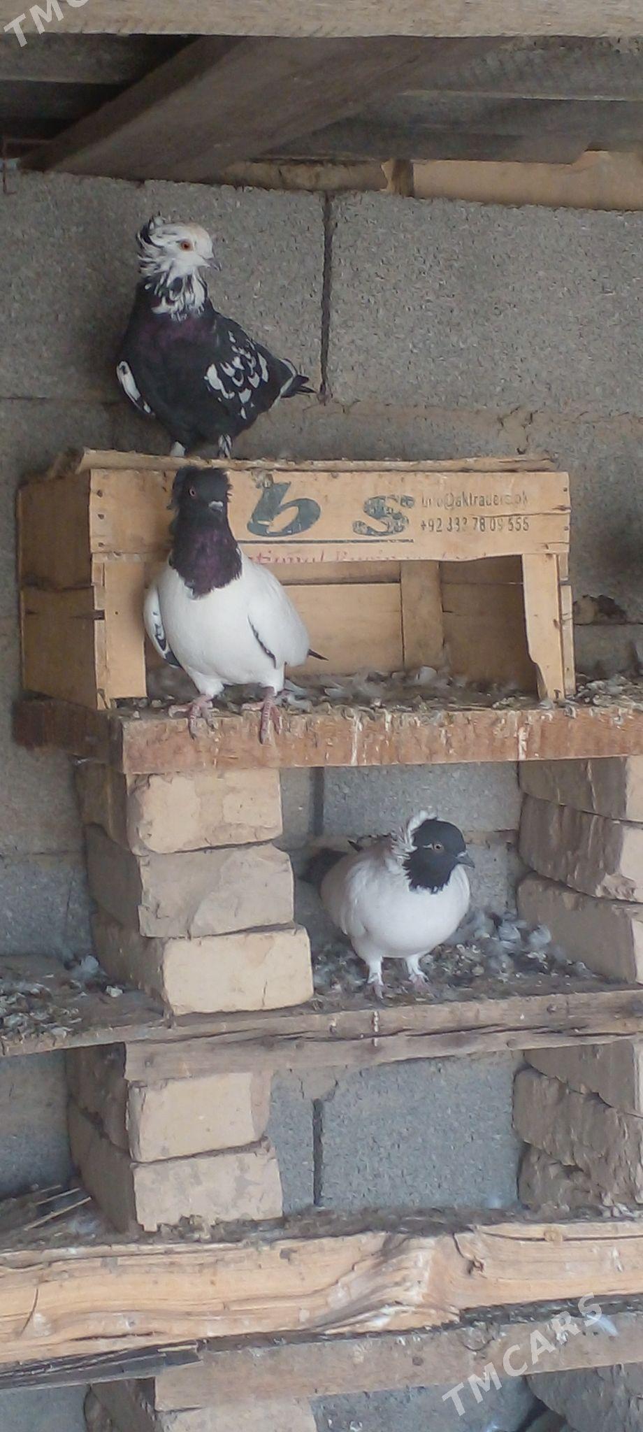 манах   кепдери - Ak bugdaý etraby - img 1