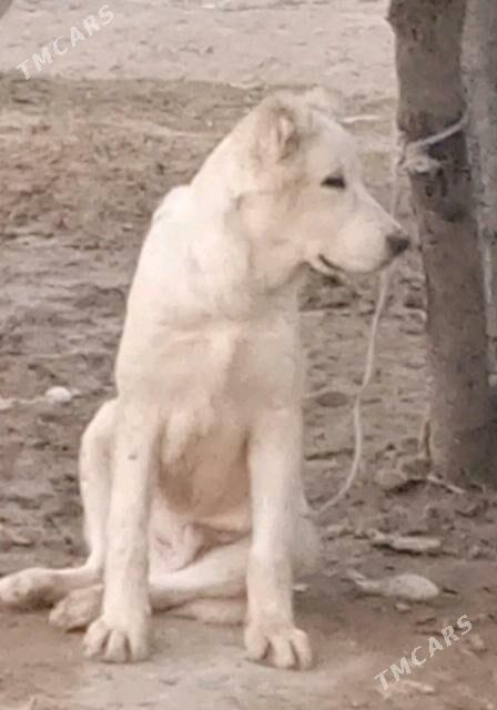 alabay it köpek - Херрикгала - img 2