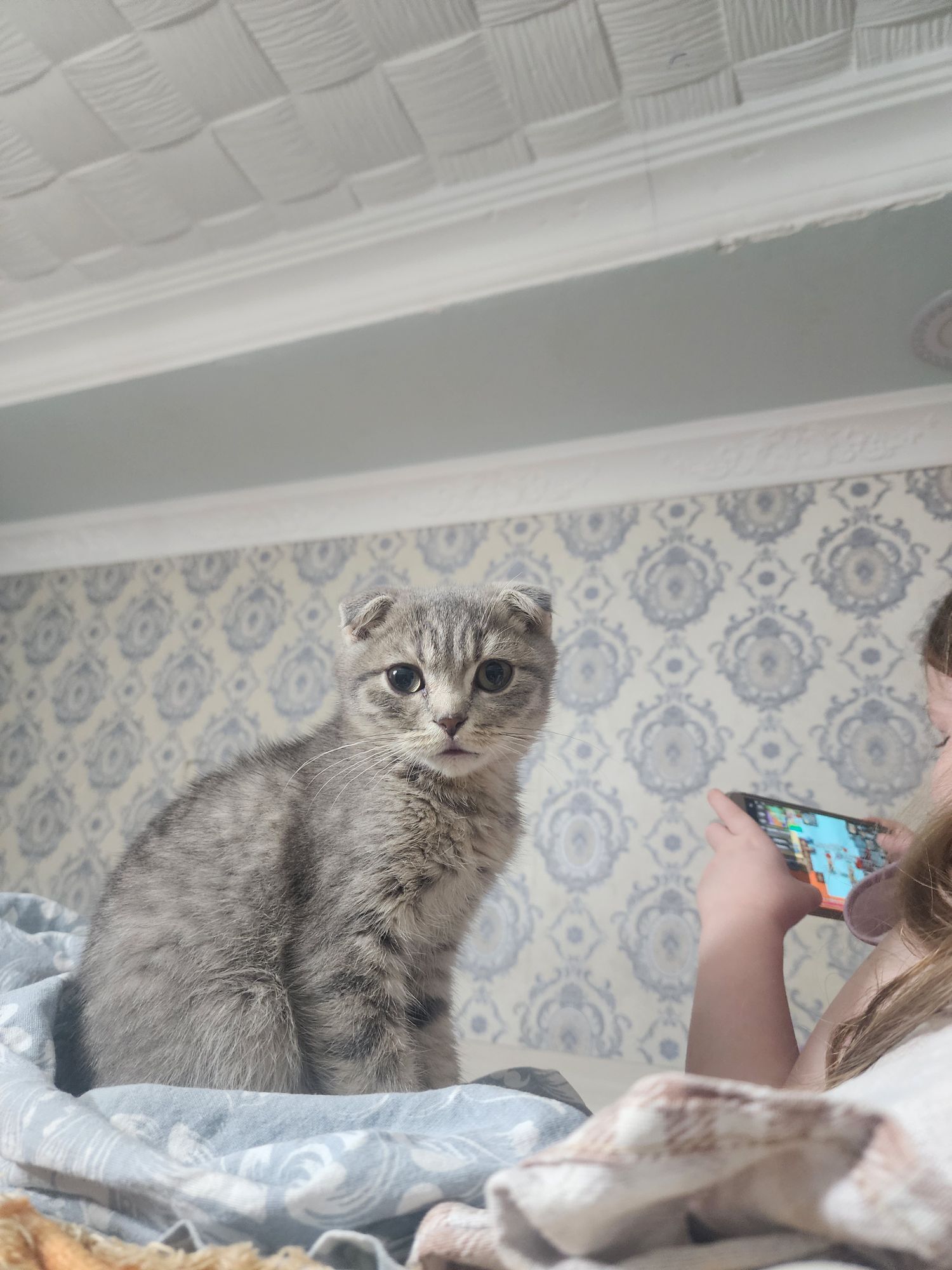 Шотландские котята - Ашхабад - img 9