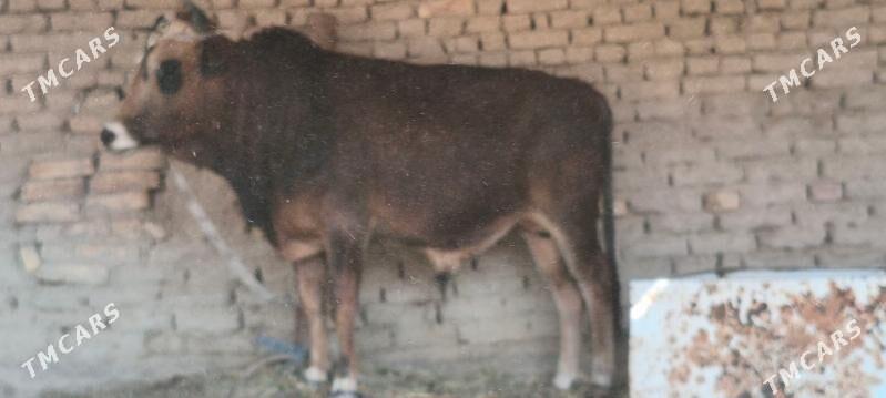 okuzler - Mary - img 1