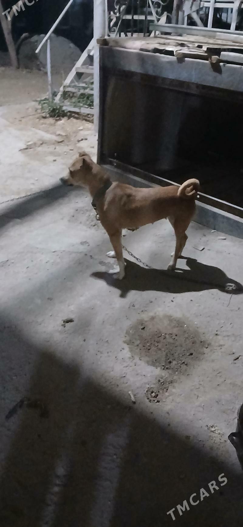 Pidbul - Türkmenabat - img 2