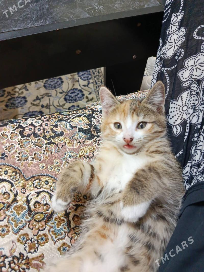 котёнок Pişik - Türkmenabat - img 2