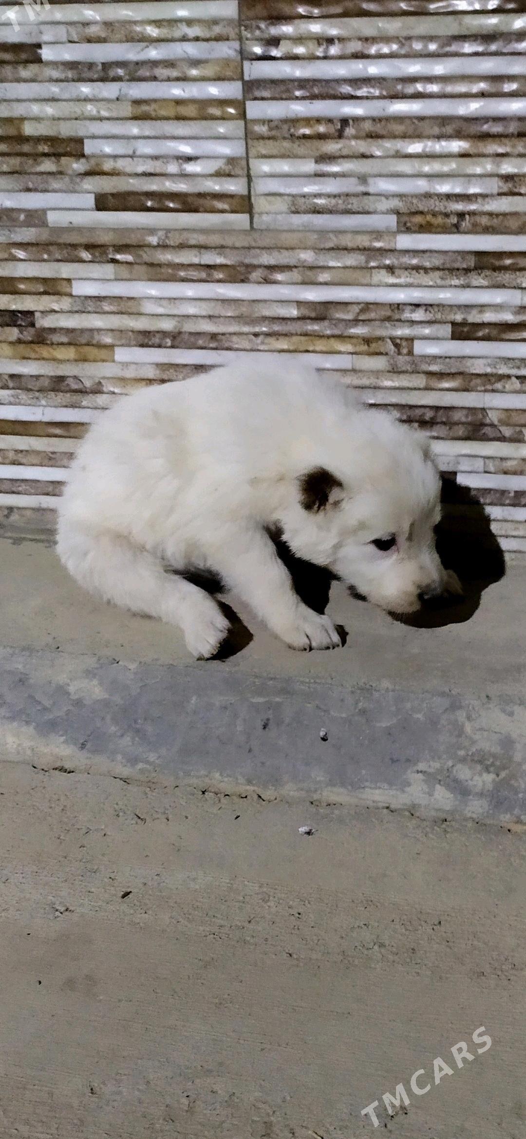 mugut alabay güjük - Kaka - img 3