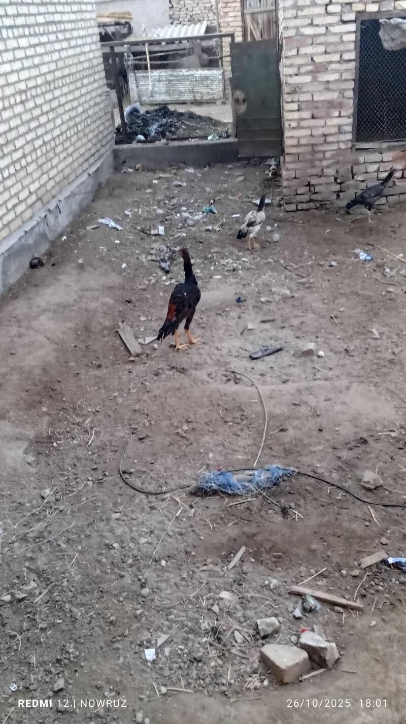 baysy horaz - Сакар - img 1