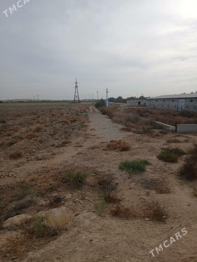 ferma - Гёкдепе - img 2