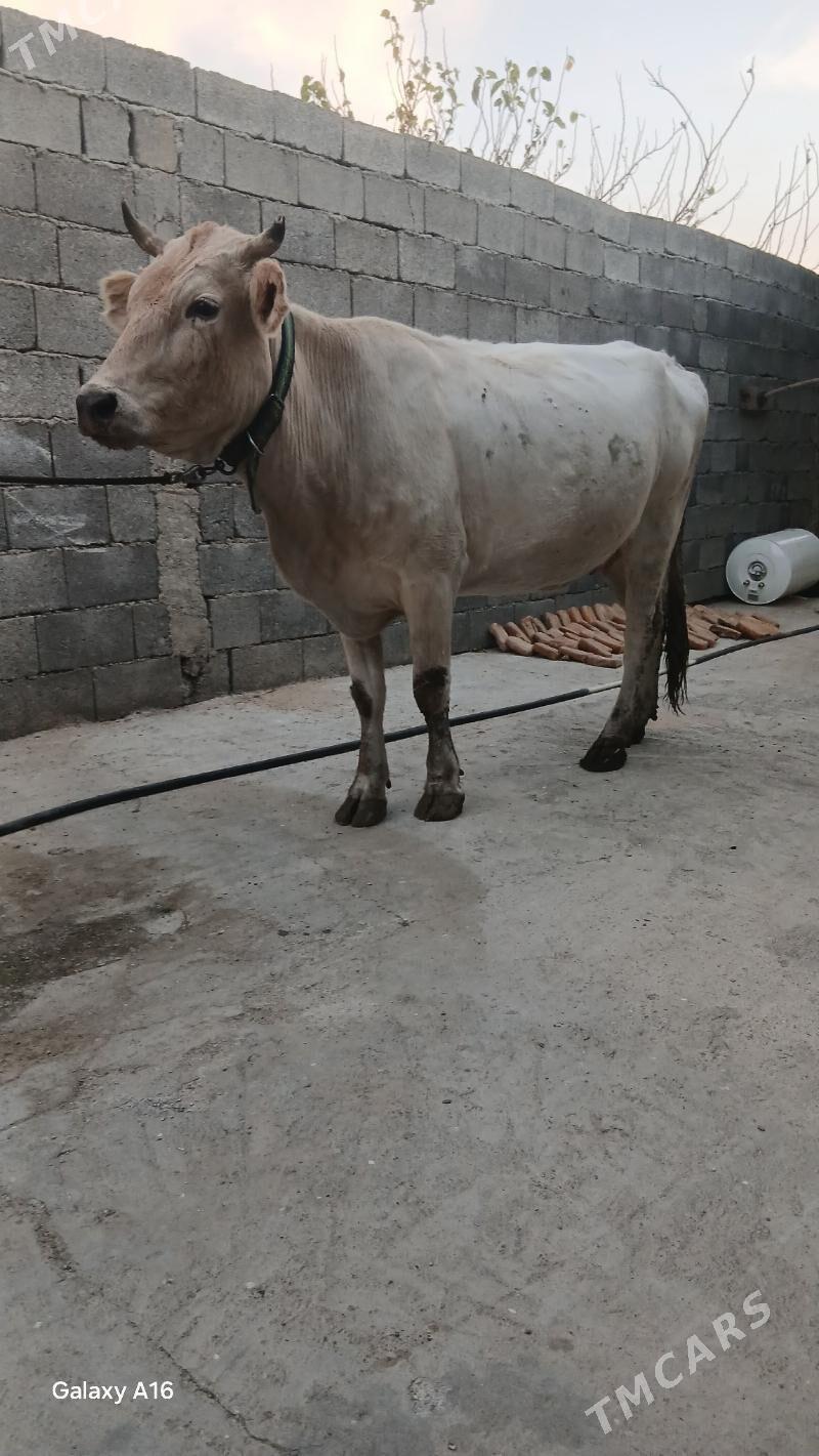 ARGINAL ŞWES SYGYR - Ашхабад - img 3
