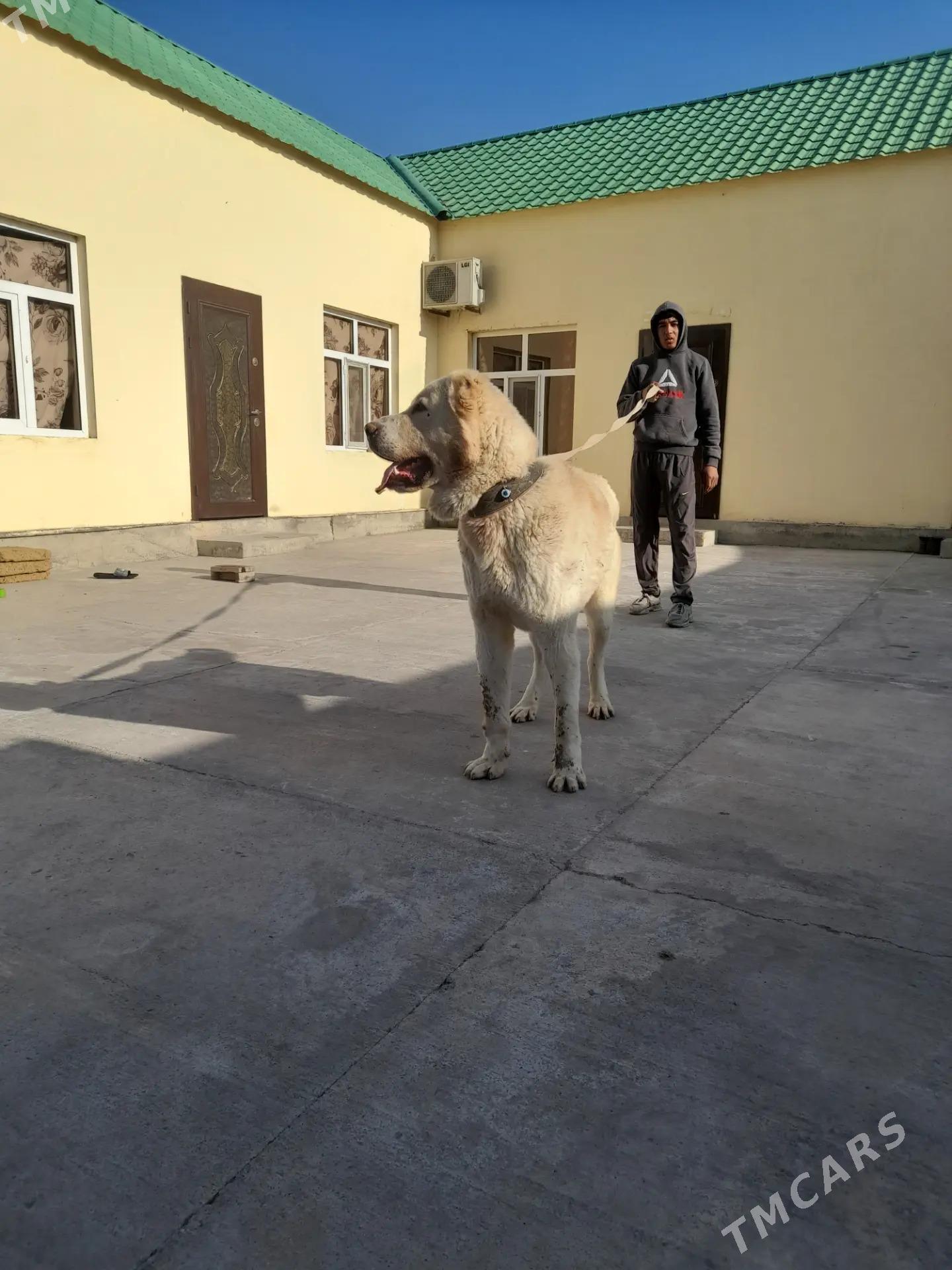 Turkmen alabay itleri - Ялкым - img 2