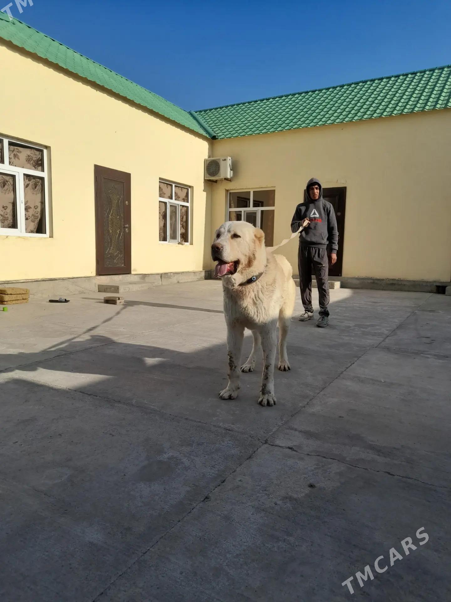 Turkmen alabay itleri - Ялкым - img 3