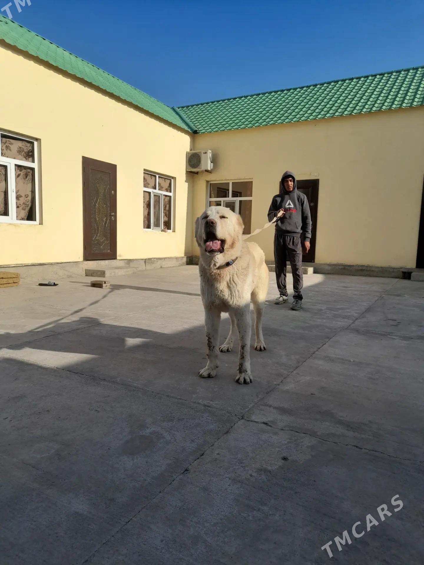 Turkmen alabay itleri - Ялкым - img 1