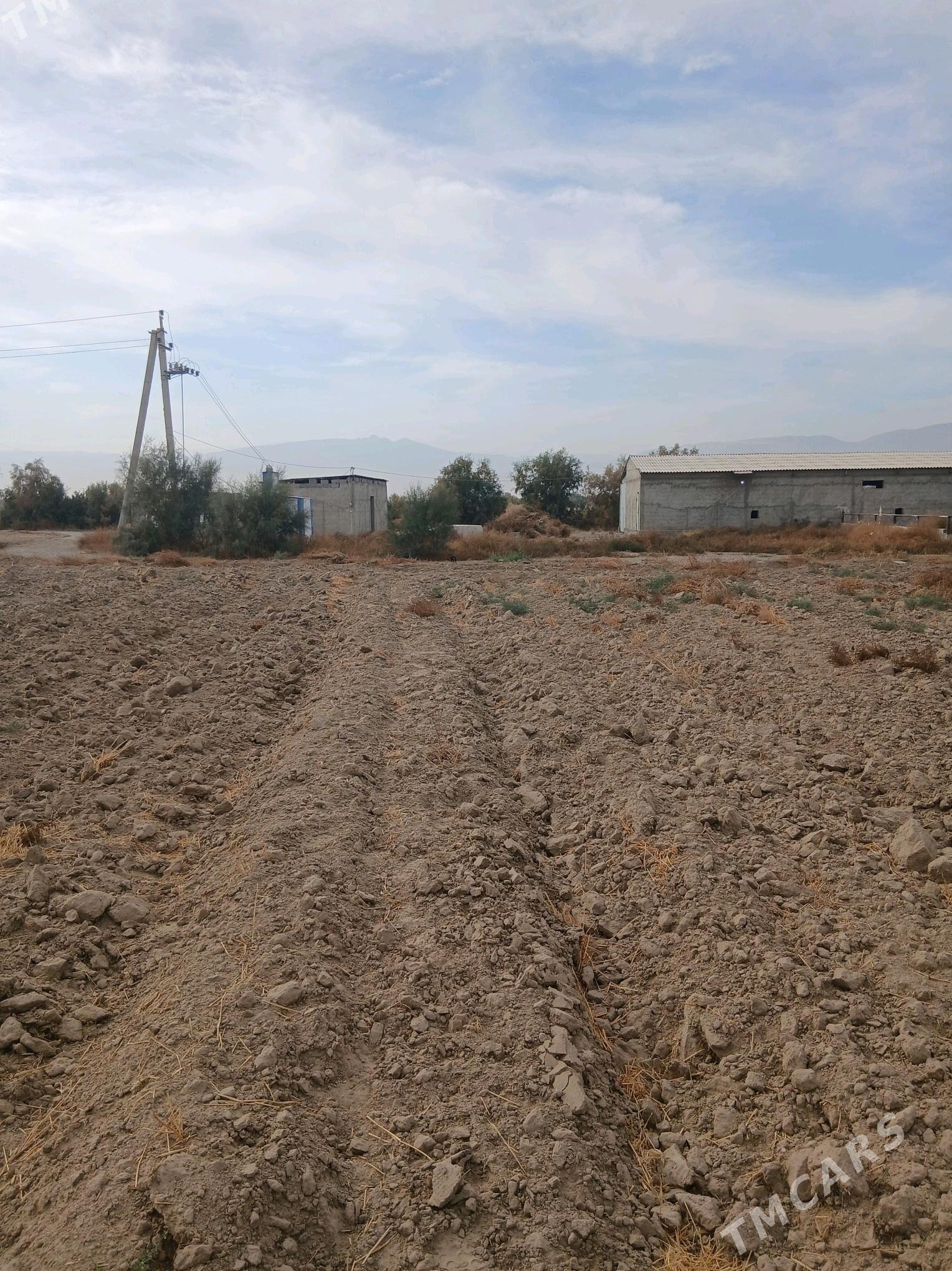 ferma - Гёкдепе - img 3