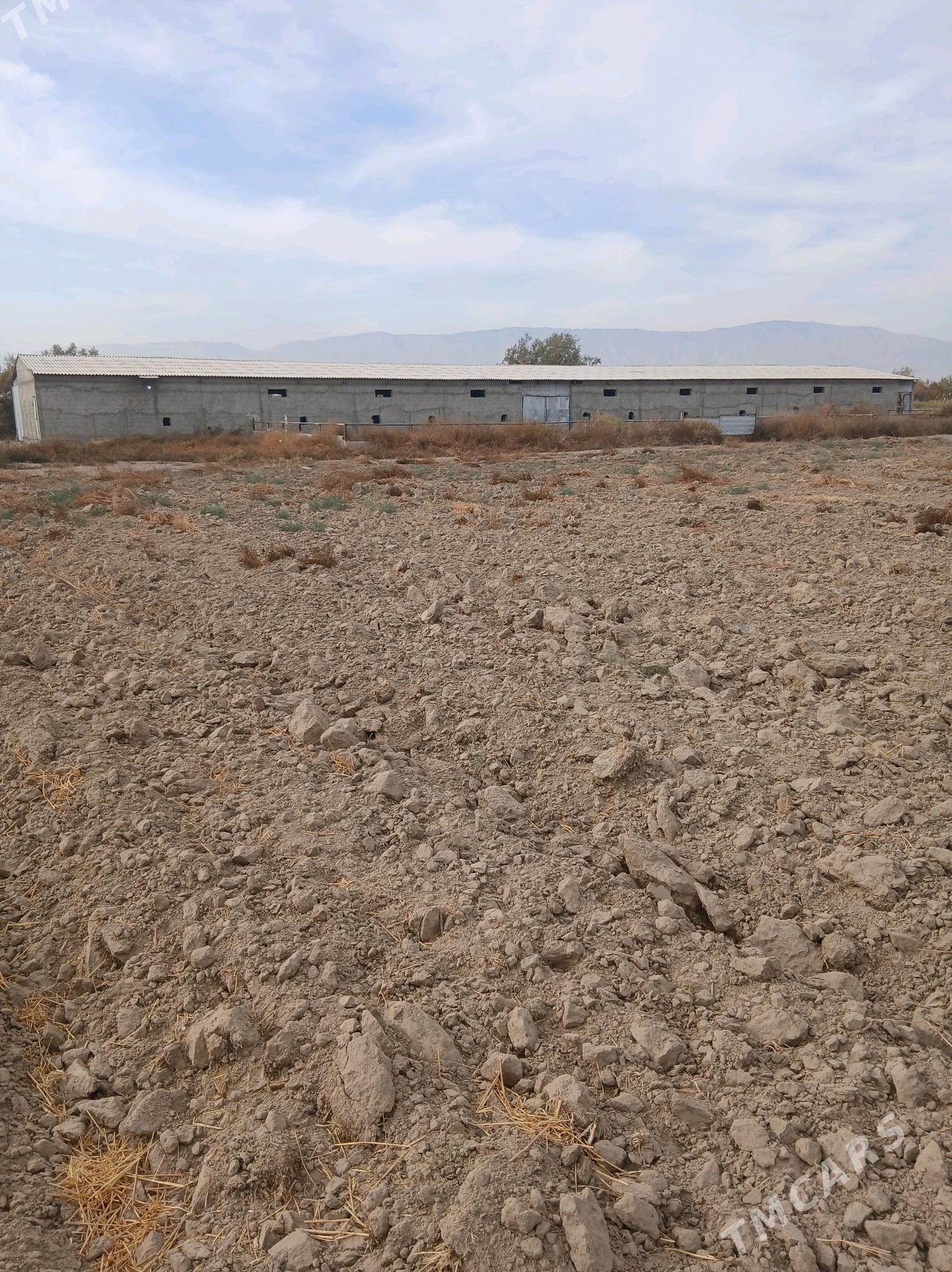 ferma - Гёкдепе - img 4