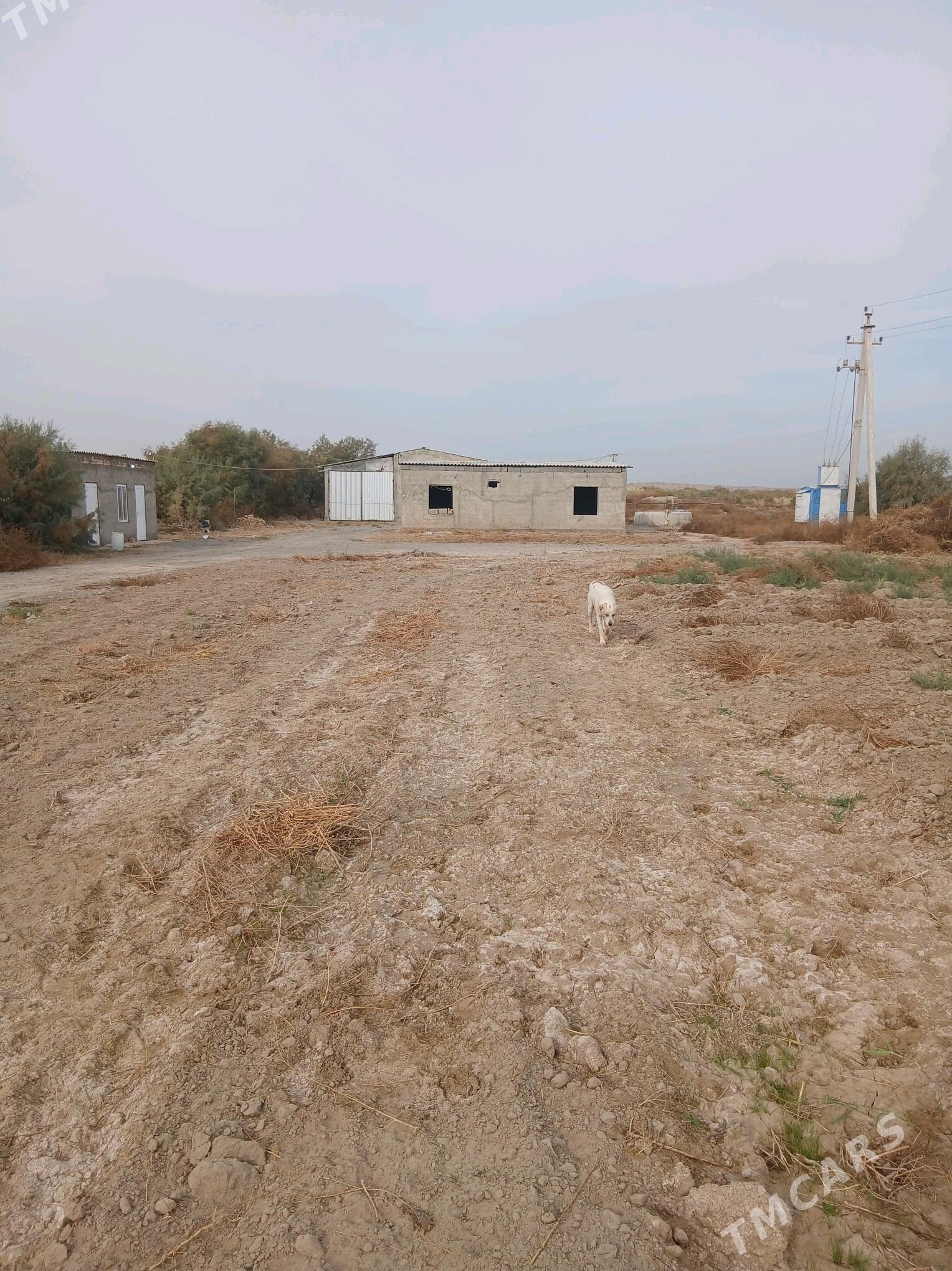 ferma - Гёкдепе - img 5