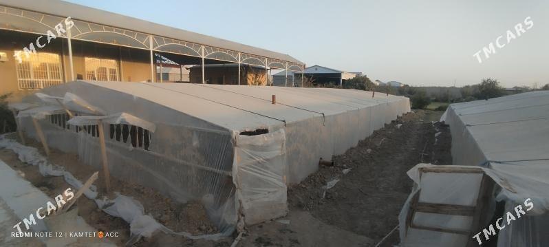 Parnik,Teplissa - Байрамали - img 2