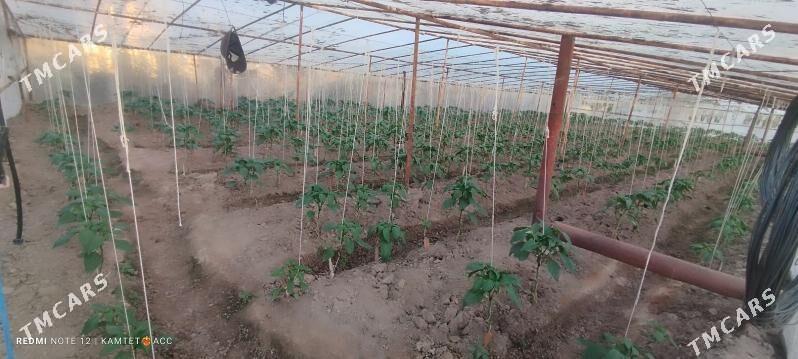 Parnik,Teplissa - Байрамали - img 3