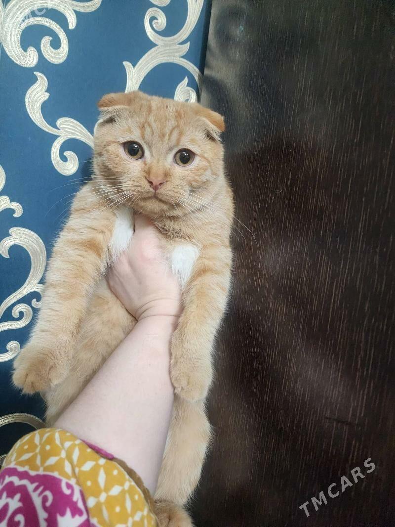 Шотландские котята - Aşgabat - img 4