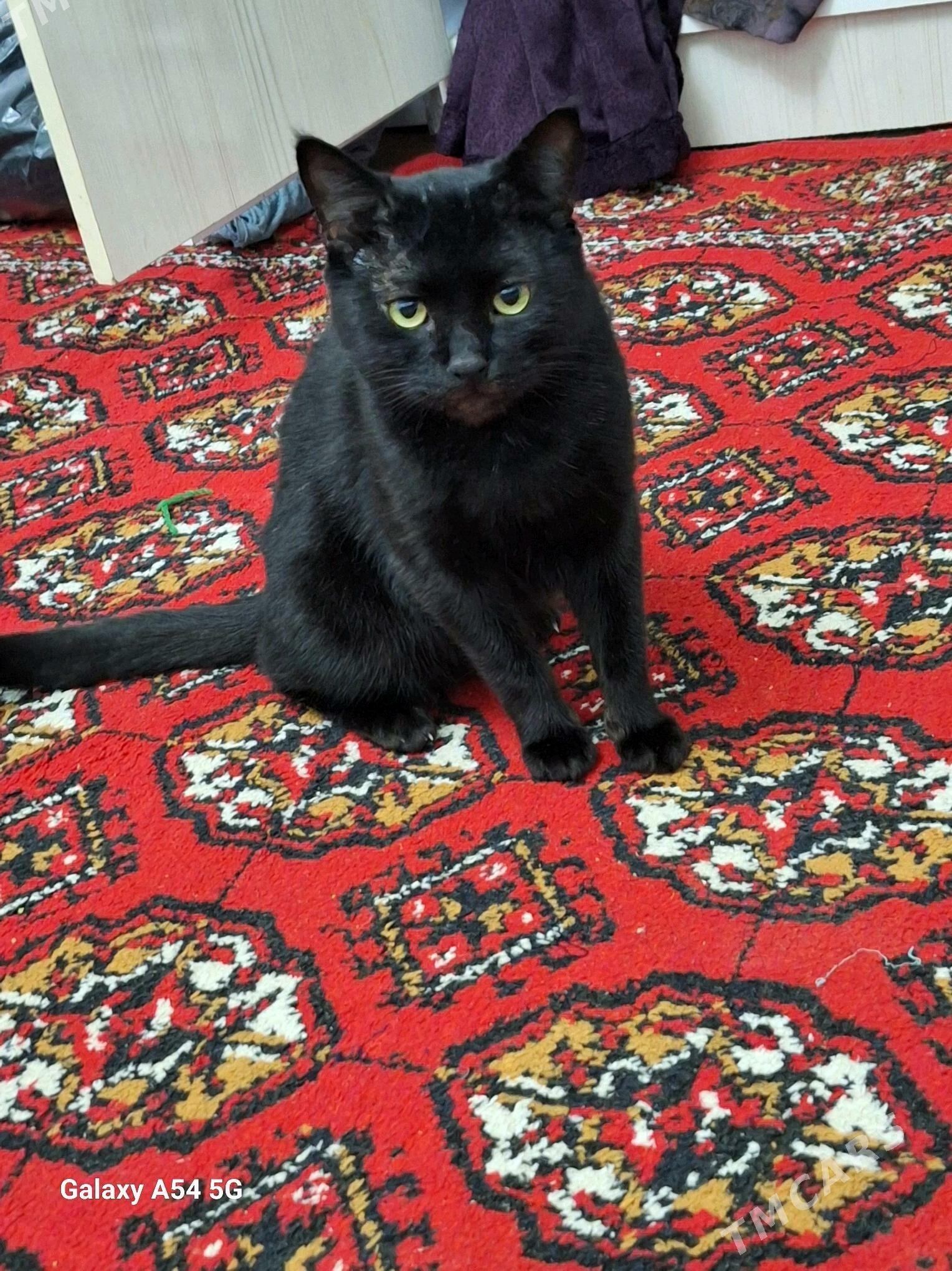 adi baris i tombis - Шабатский этрап - img 2