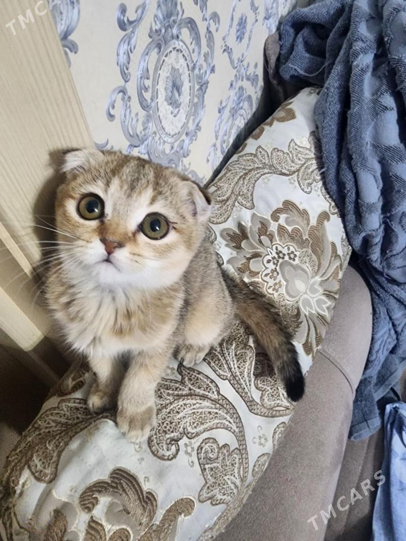 Шотландские шиншиллы - Aşgabat - img 2