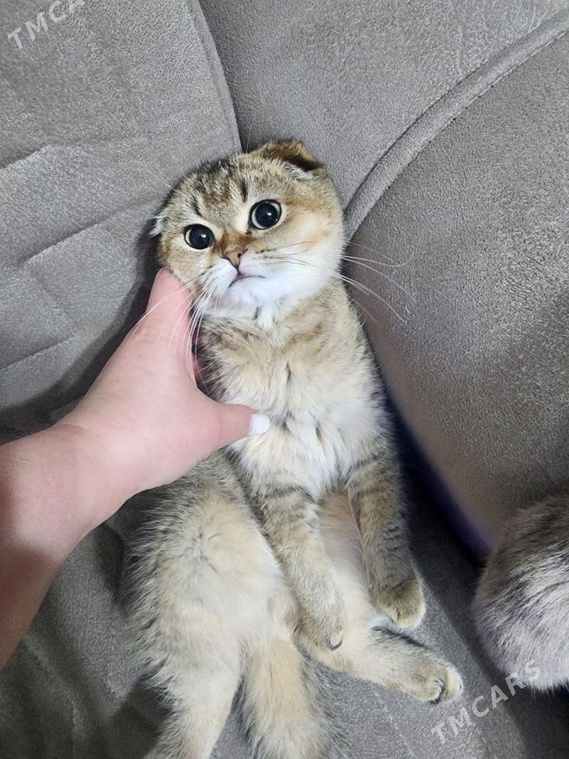 Шотландские шиншиллы - Aşgabat - img 9