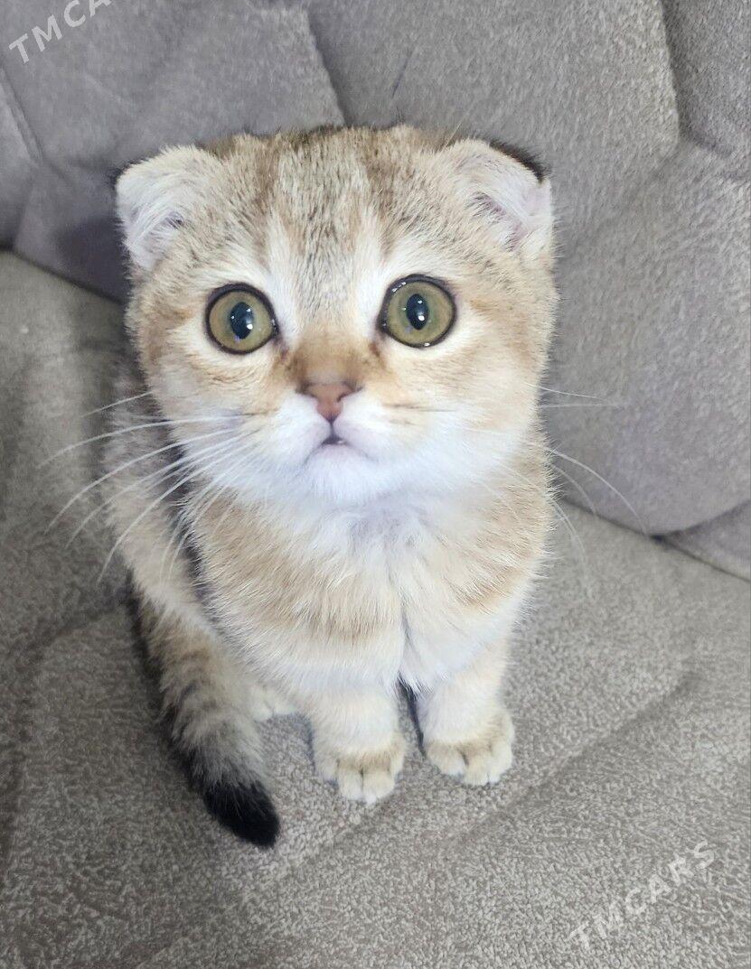 Шотландские шиншиллы - Aşgabat - img 8