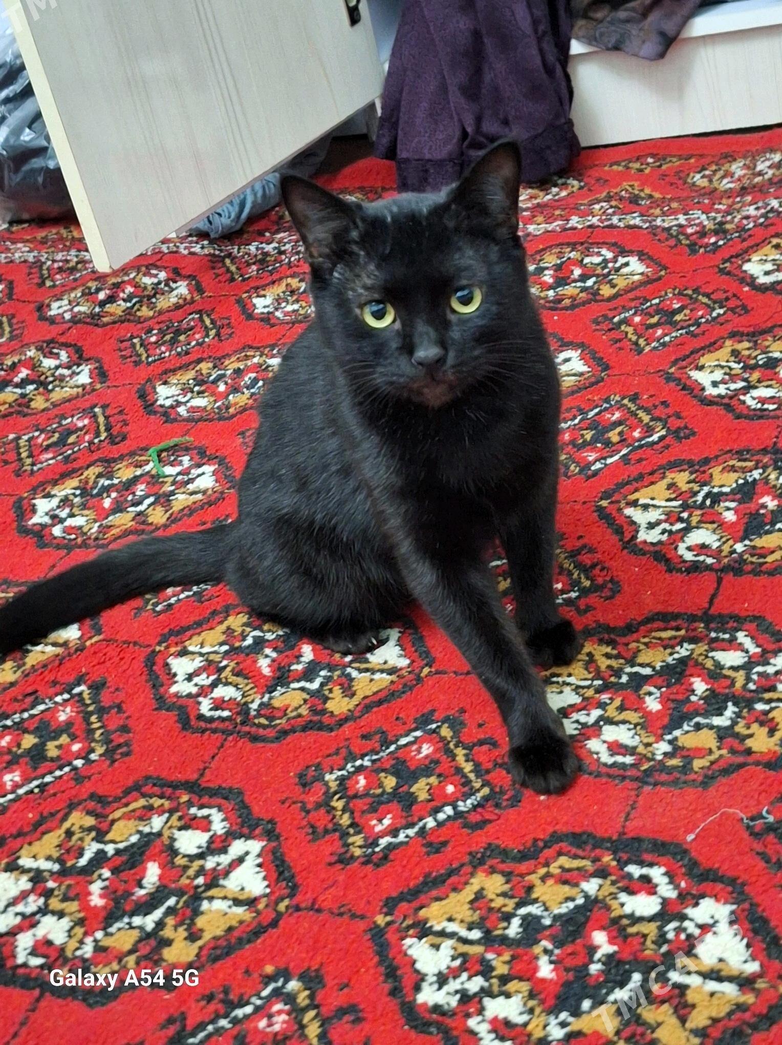 adi baris i tombis - Шабатский этрап - img 3