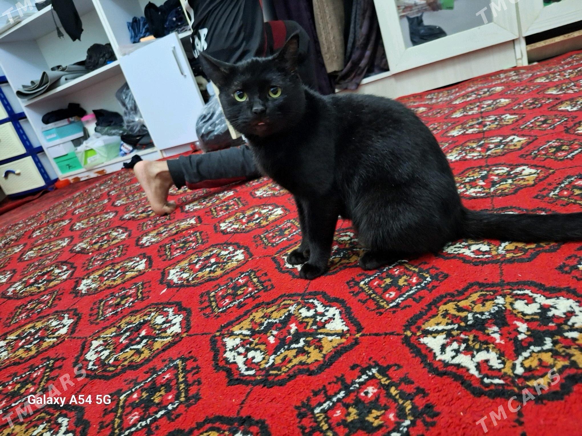 adi baris i tombis - Шабатский этрап - img 5