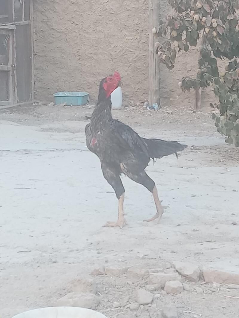 horoz - Magdanly - img 2