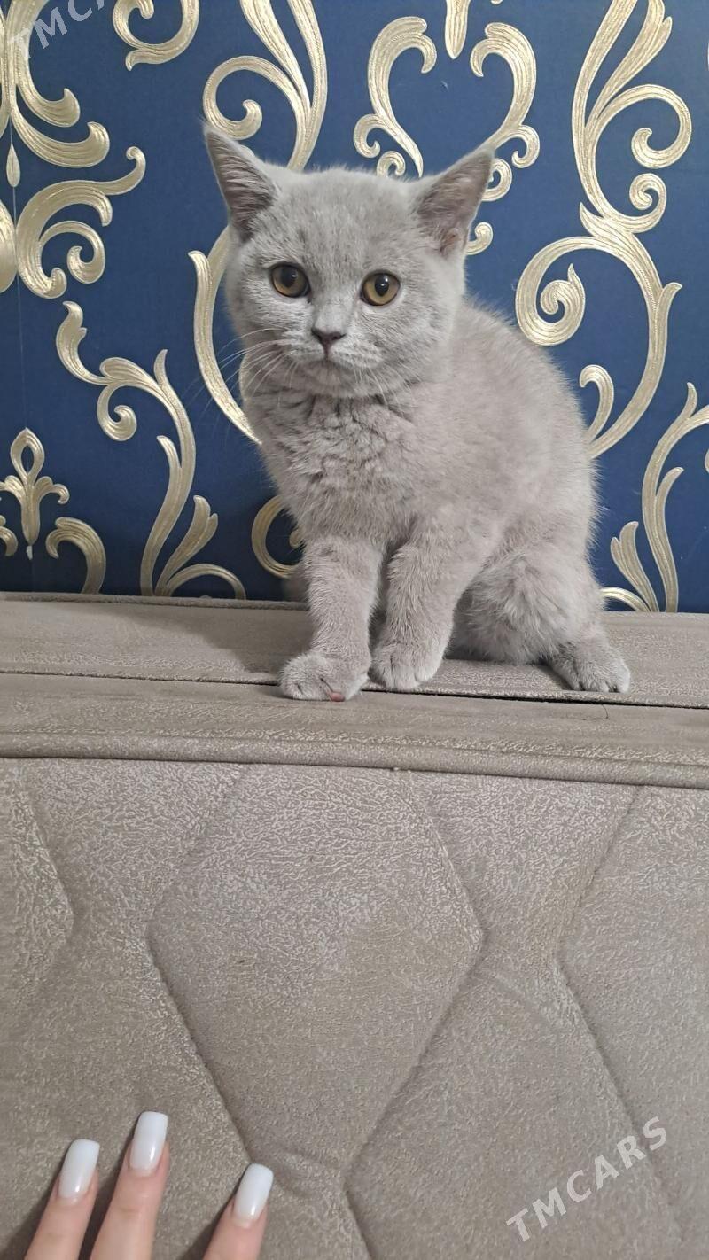 Шотландские котята - Aşgabat - img 4