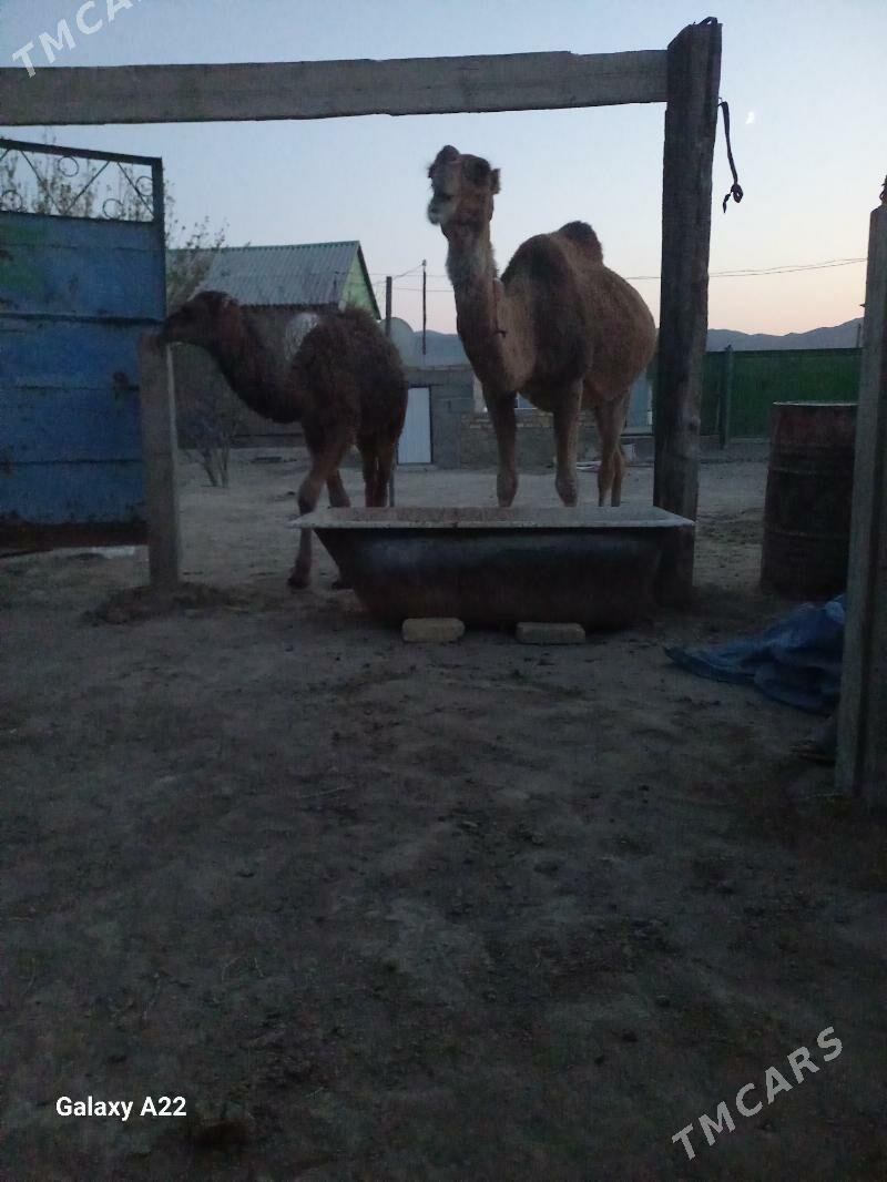 torym - Bereket - img 1