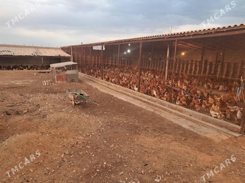 jay - Гёкдепе - img 5