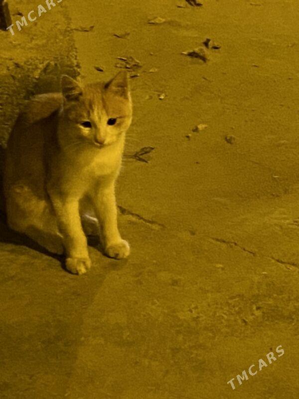 котёнок - Türkmenabat - img 6