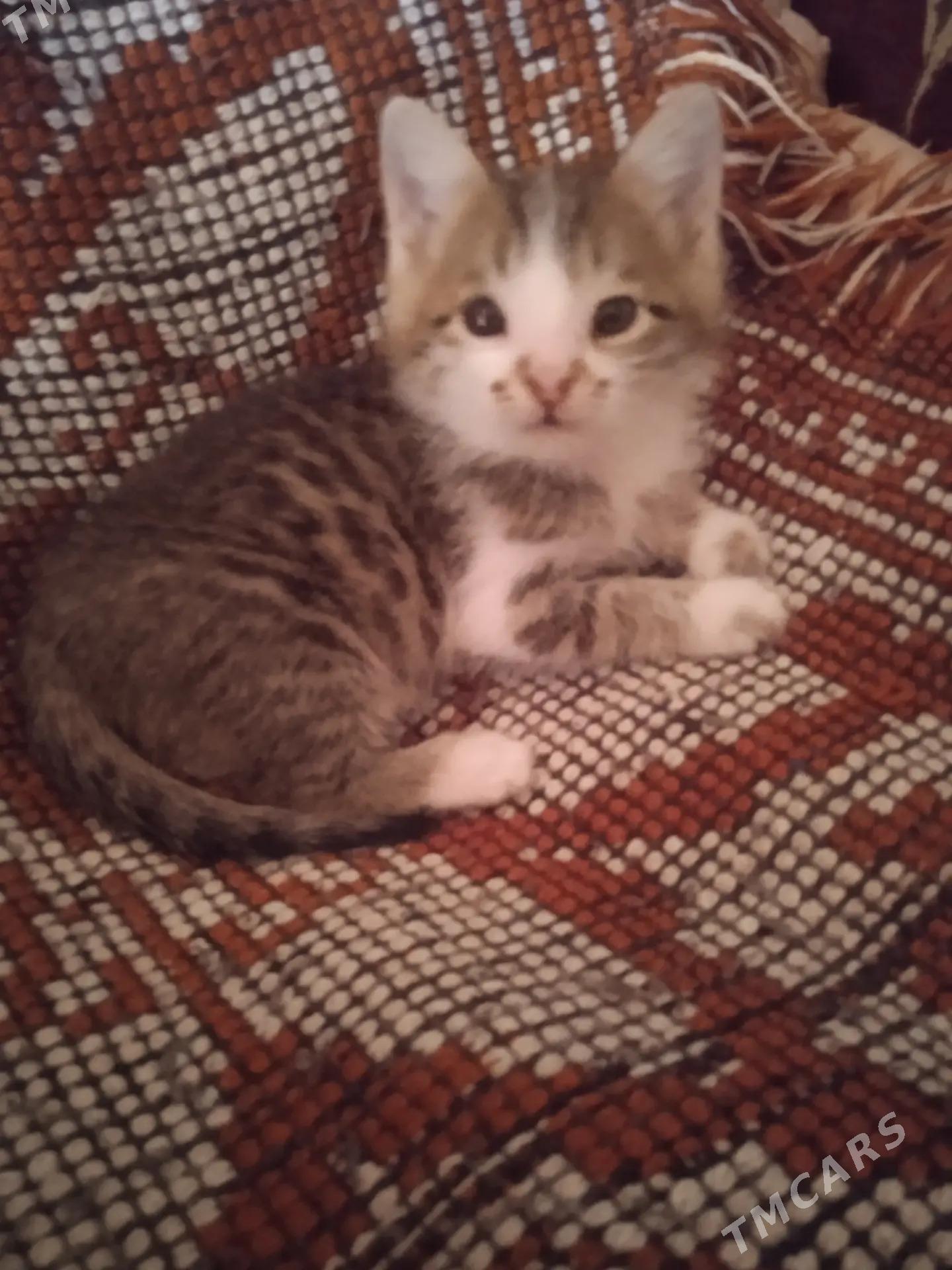 Котёнок - Türkmenabat - img 1