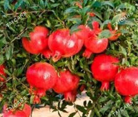 original nary sok 1,5 litr - Балканабат - img 2