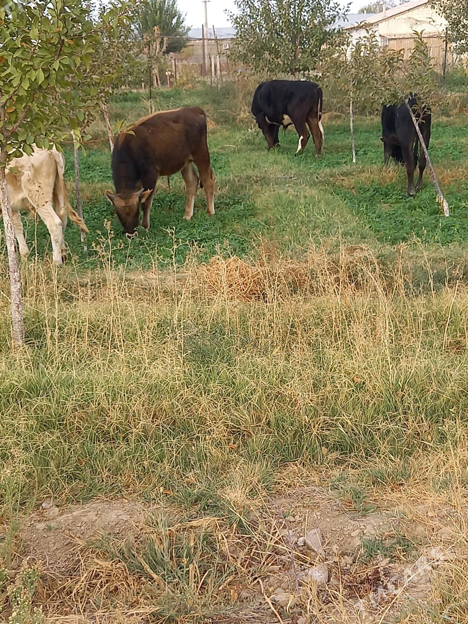 öküz - Gyzylarbat - img 2