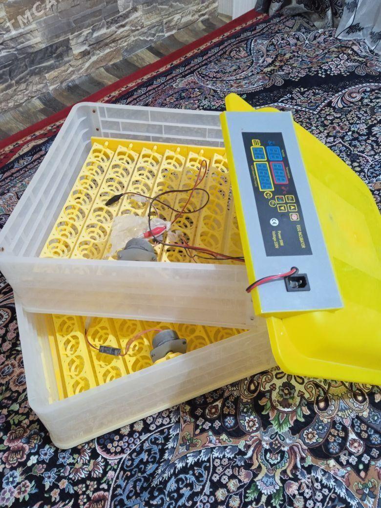 Inkubator - Tagtabazar - img 1