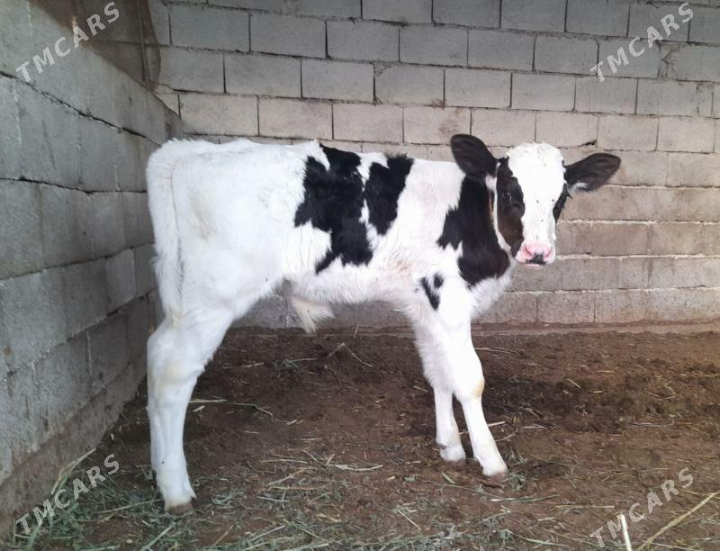 öküzçe - Gökdepe - img 2
