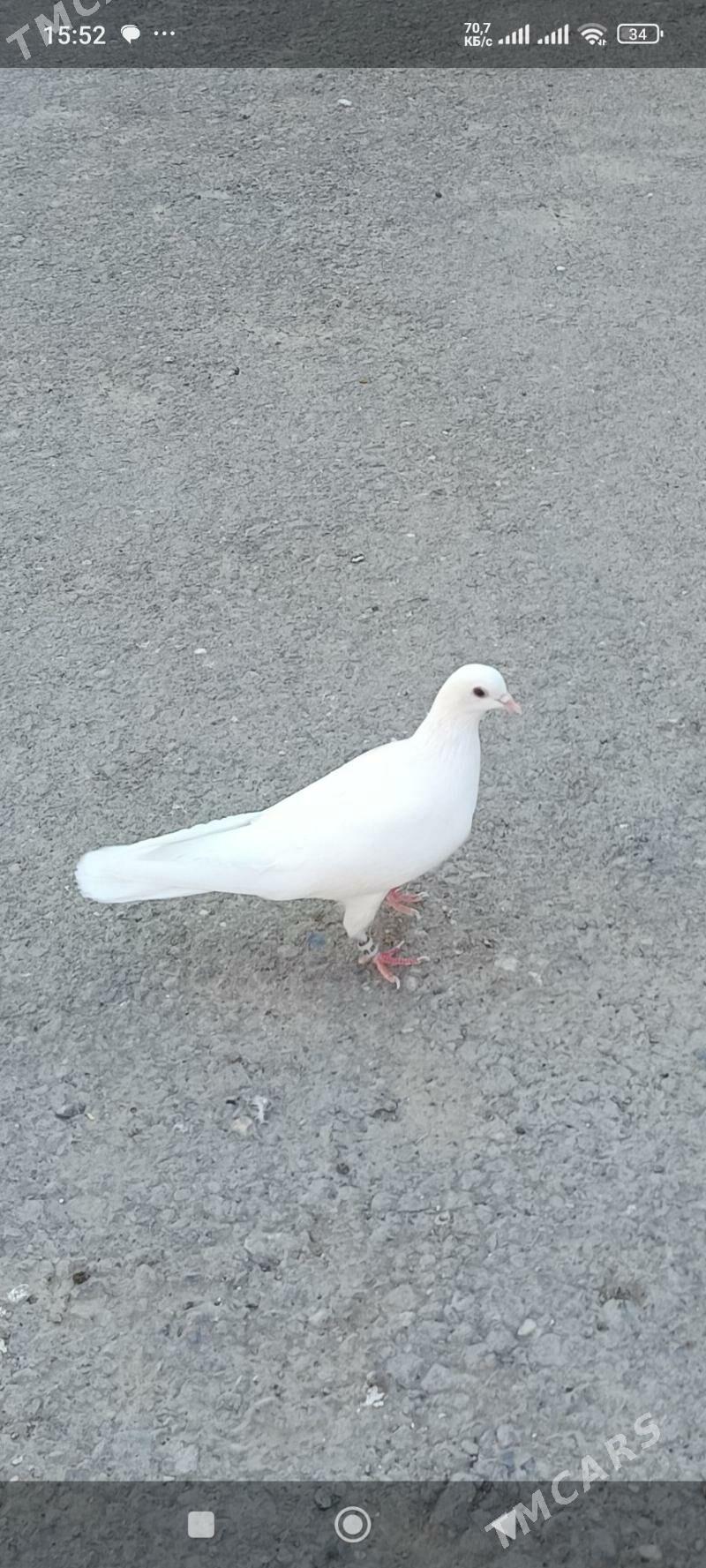 kepderi - Gyzylarbat - img 2