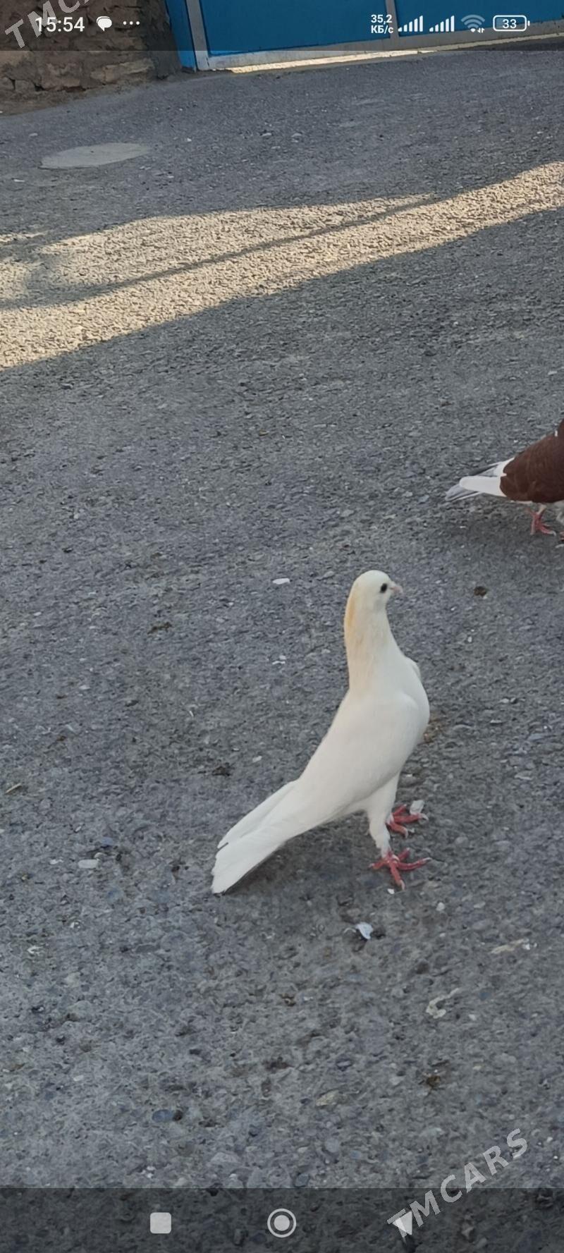 kepderi - Gyzylarbat - img 3