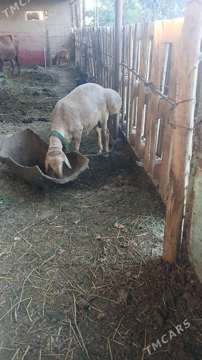 koçkar - Шабатский этрап - img 2