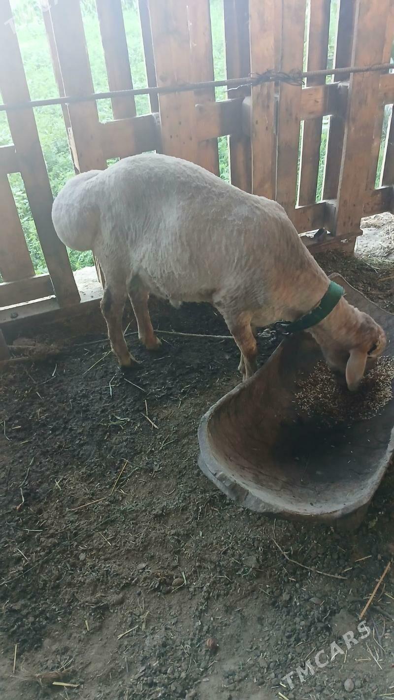 koçkar - Шабатский этрап - img 1