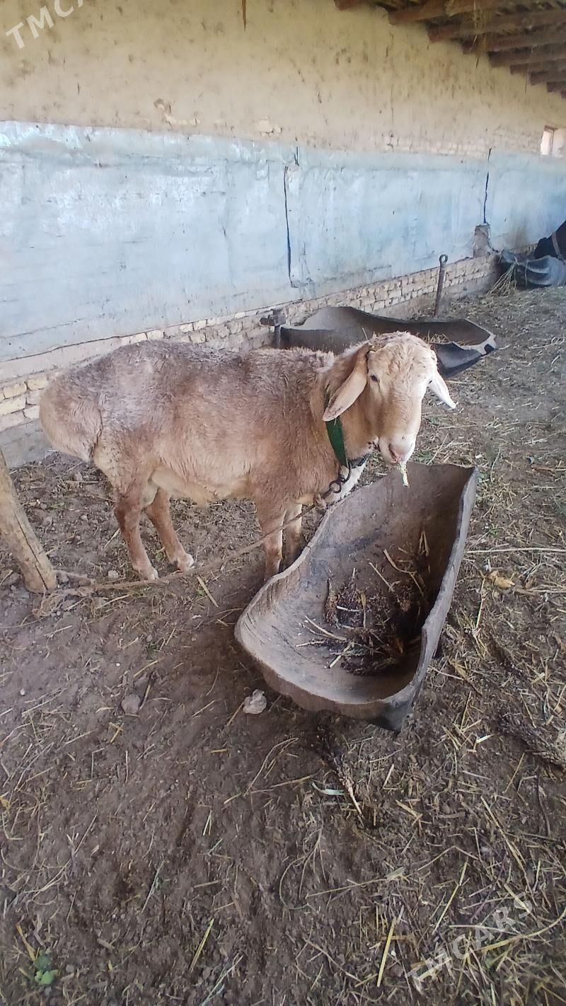 koçkar - Шабатский этрап - img 3