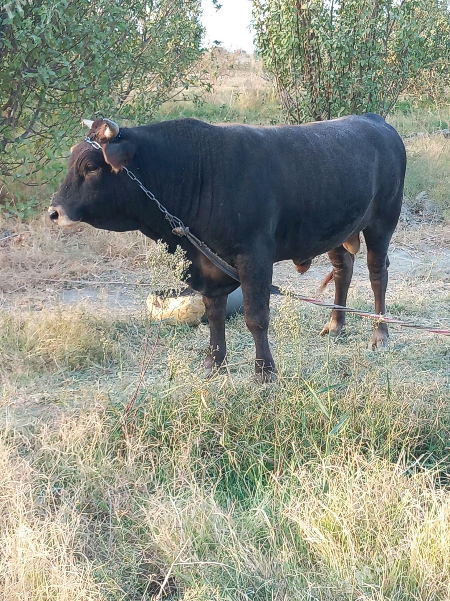 okuz - Gökdepe - img 2