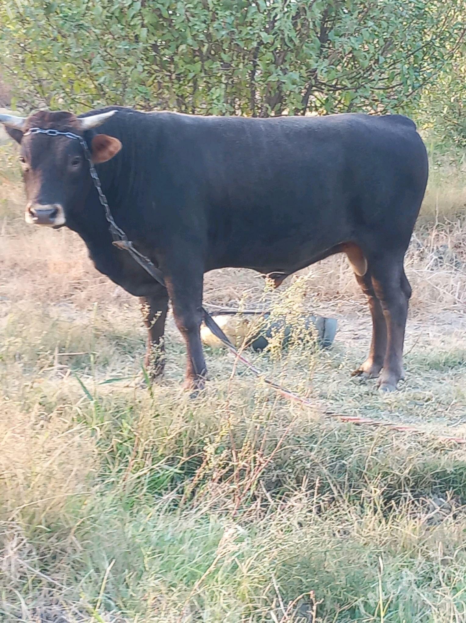 okuz - Gökdepe - img 1