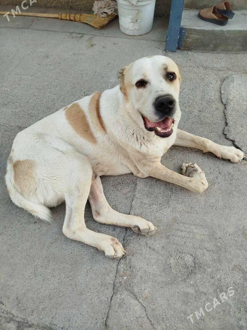 bürgit - Gökdepe - img 6