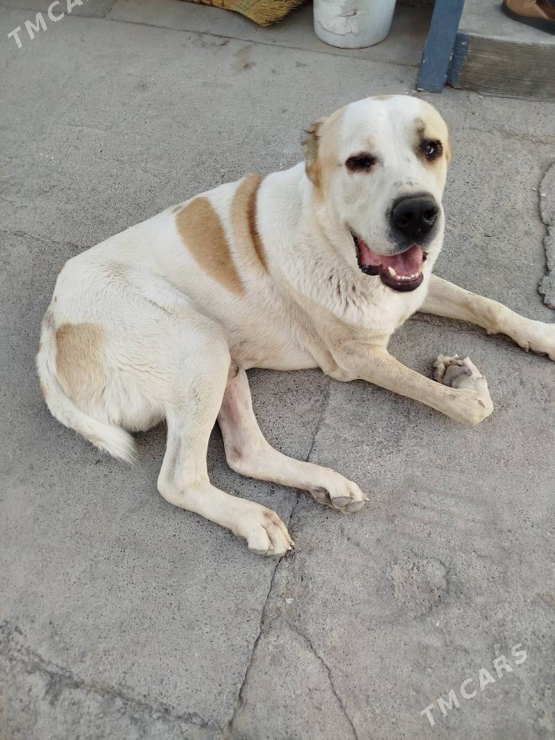 bürgit - Gökdepe - img 5