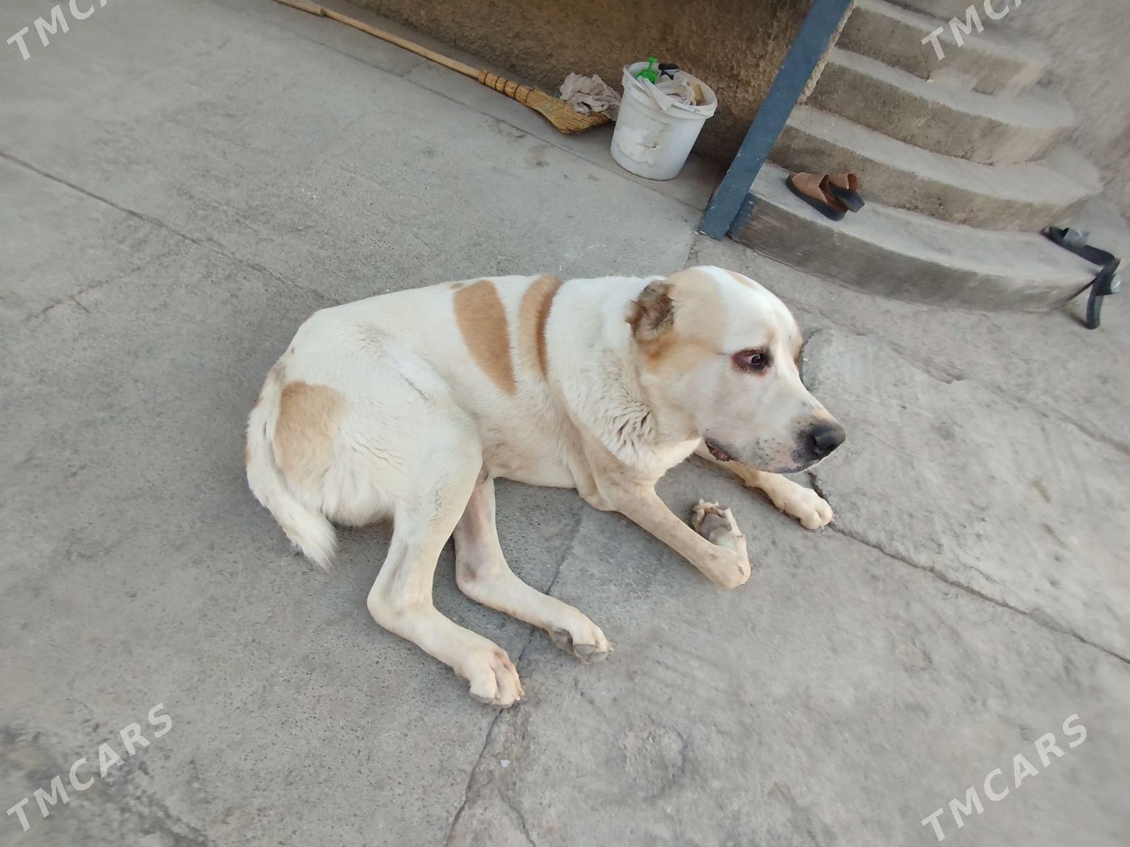 bürgit - Gökdepe - img 2