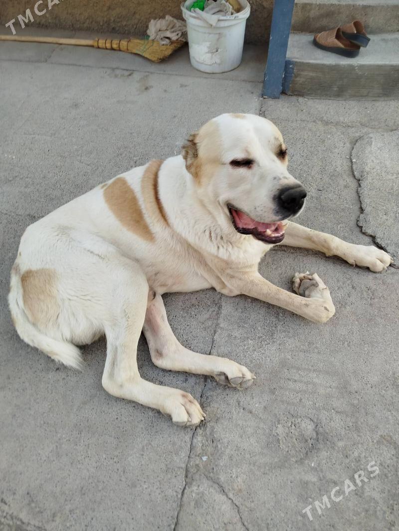 bürgit - Gökdepe - img 3